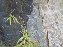 Image of Pinguicula longifolia DC.