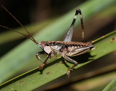 Image of Nicsara bifasciata (Redtenbacher 1891)