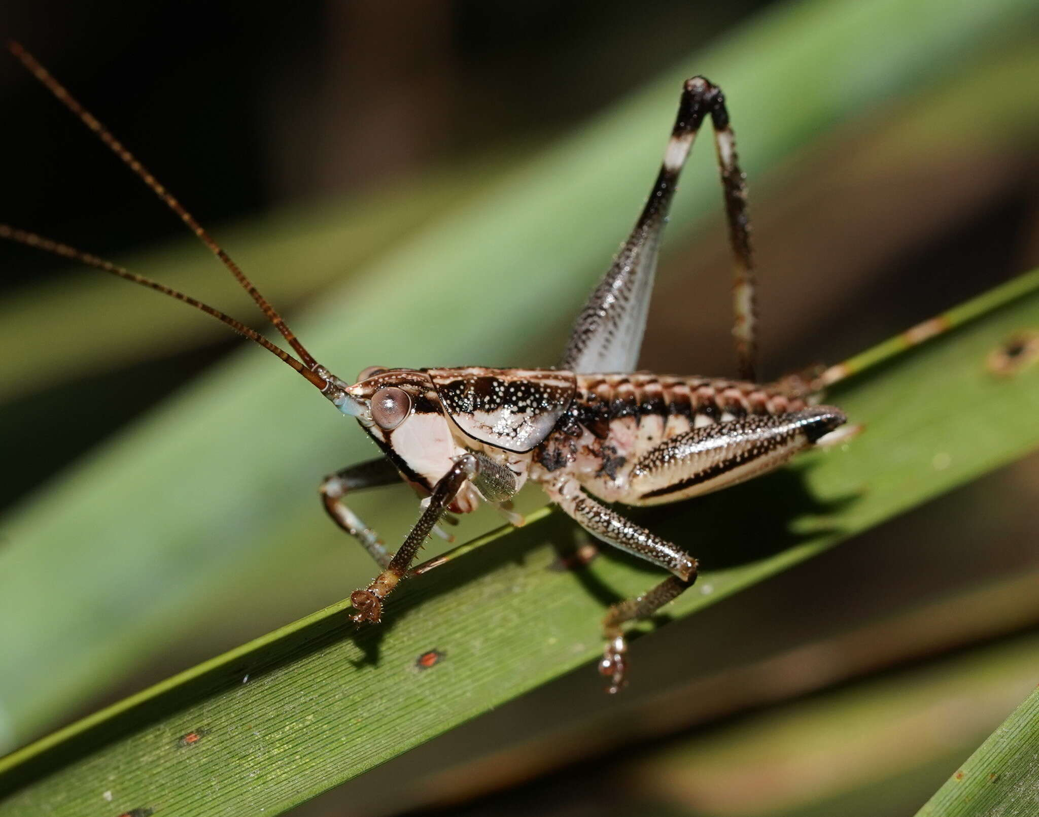 Nicsara bifasciata (Redtenbacher 1891) resmi