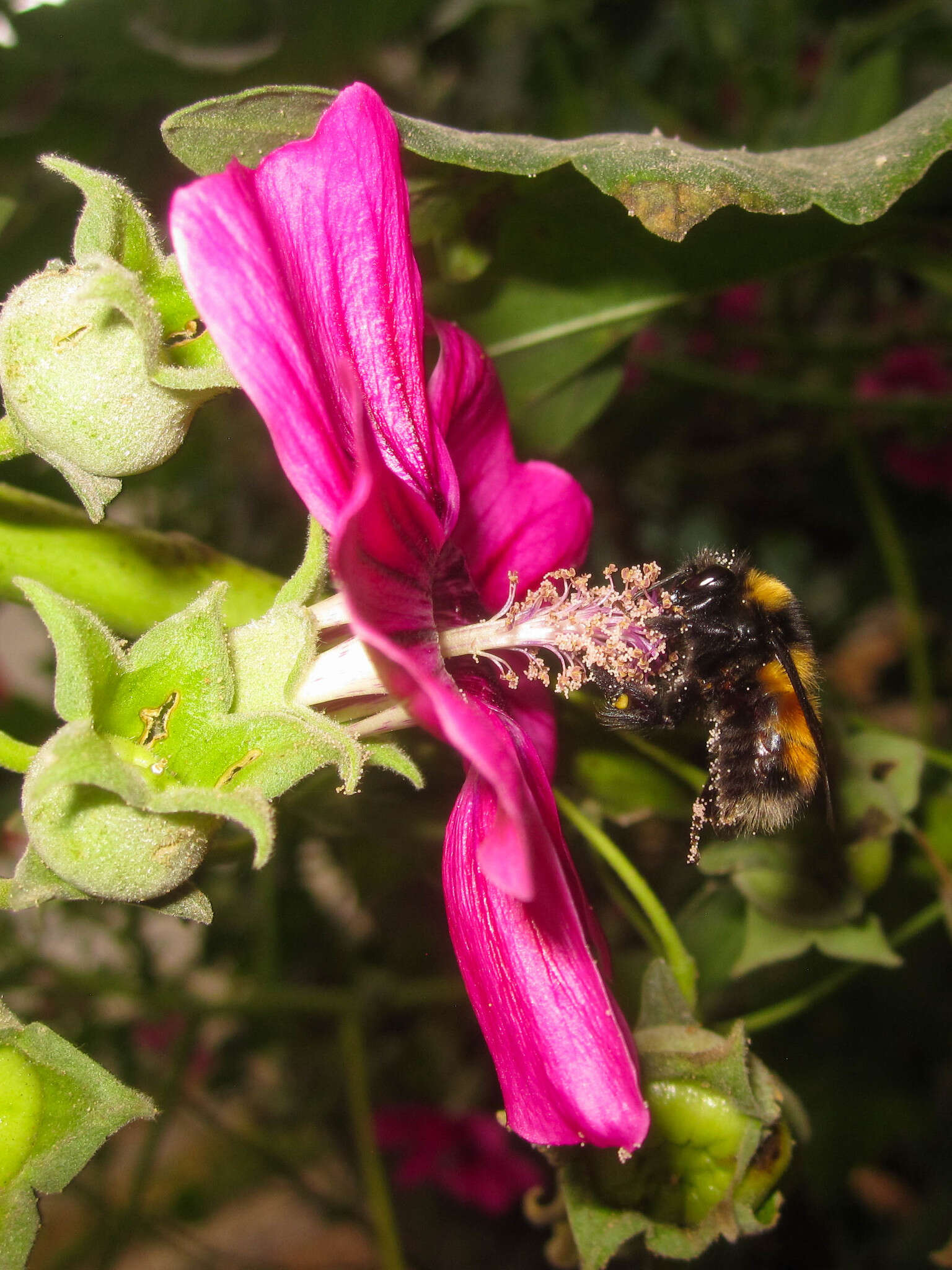 صورة Bombus robustus Smith 1854