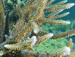 Sivun Acropora intermedia (Brook 1891) kuva