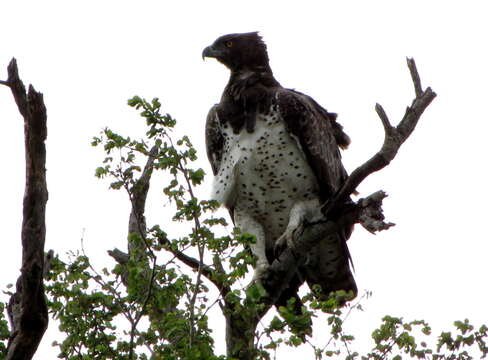 Imagem de Polemaetus Heine 1890