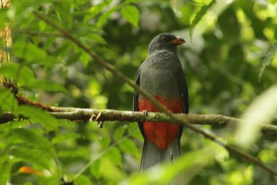 Image of Trogon massena hoffmanni (Cabanis & Heine 1863)