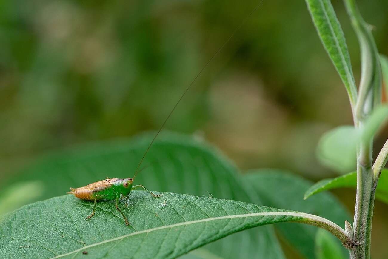 Image of Katydid