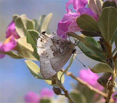 Image of White Scrub-Hairstreak