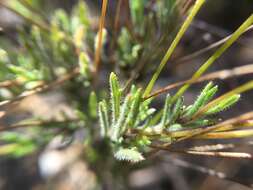 Image of Lobelia chamaepitys Lam.