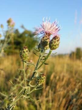 Image of spotted knapweed