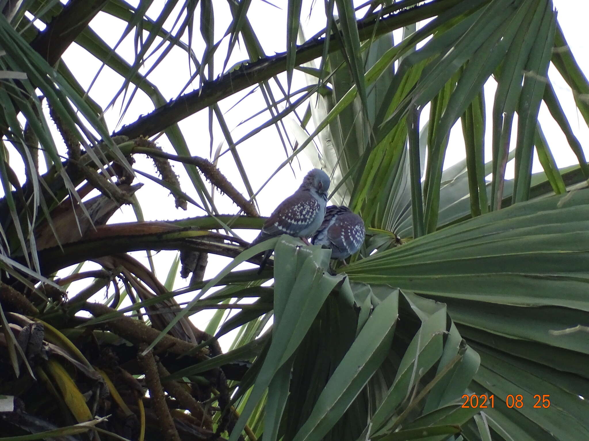 Image of Columba guinea guinea Linnaeus 1758