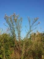 Image of spotted knapweed