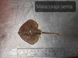 Image of Malacoraja