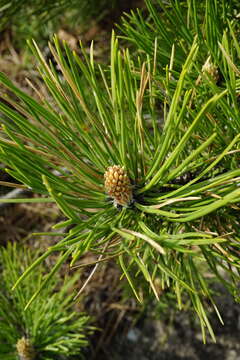 صورة Pinus nigra subsp. nigra