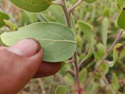 Слика од Arctostaphylos glandulosa subsp. zacaensis (Eastw.) P. V. Wells