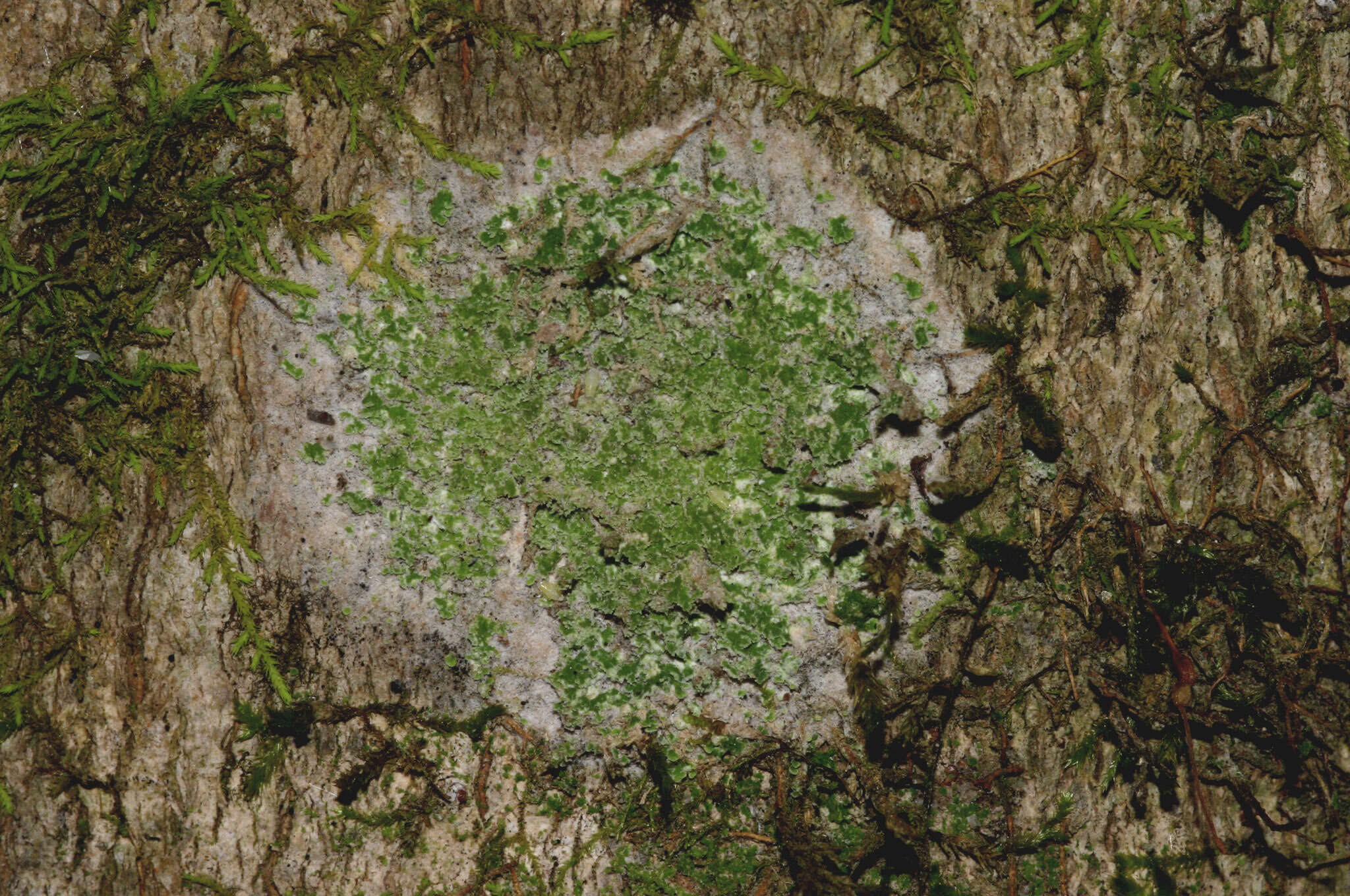 Image of smallleaf phyllopsora lichen