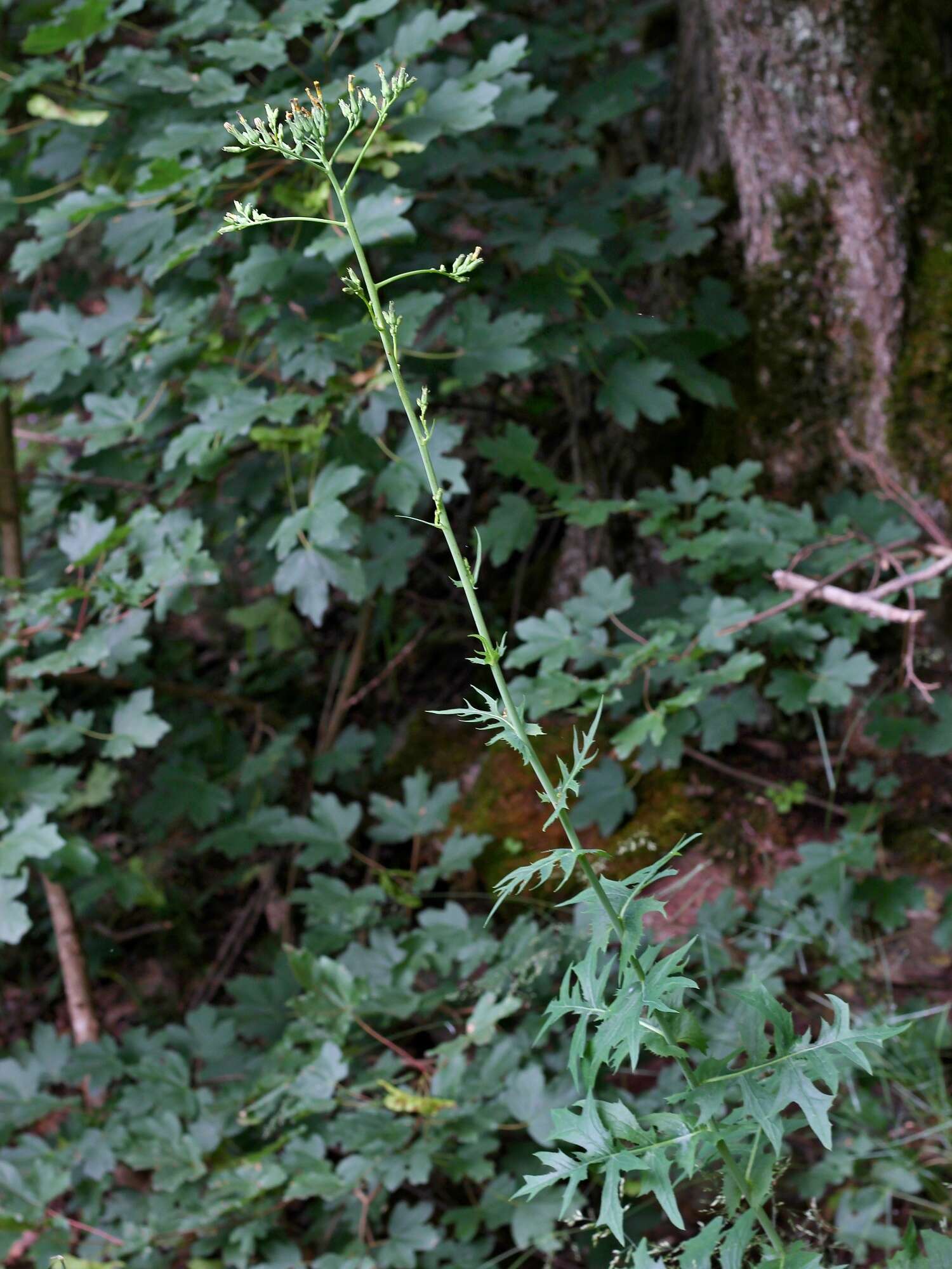 Image of Lactuca quercina L.