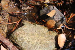 Image of Western Paper Wasp