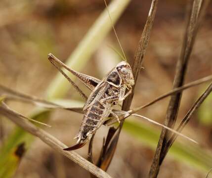 Image of Veysel's Slender Bush-cricket
