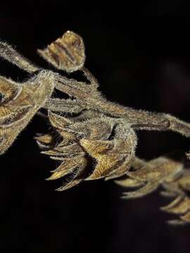 Image of Teucrium flavum subsp. flavum