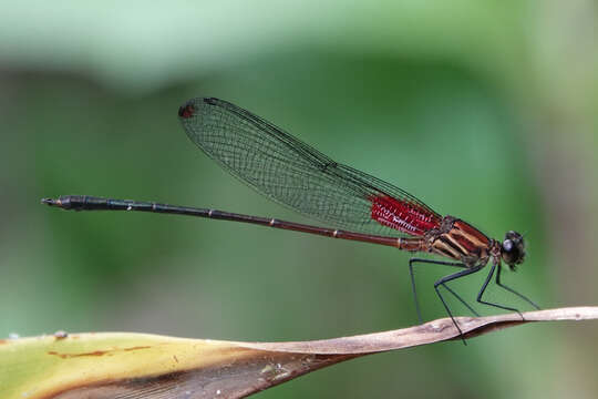 Image of Hetaerina occisa Hagen ex Selys 1853