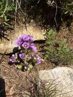 Image of Gentianella ramosa (Hegetschw.) J. Holub