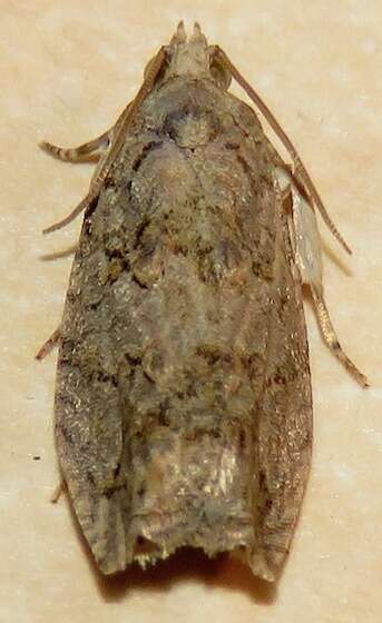 Image of Boxelder Twig Borer