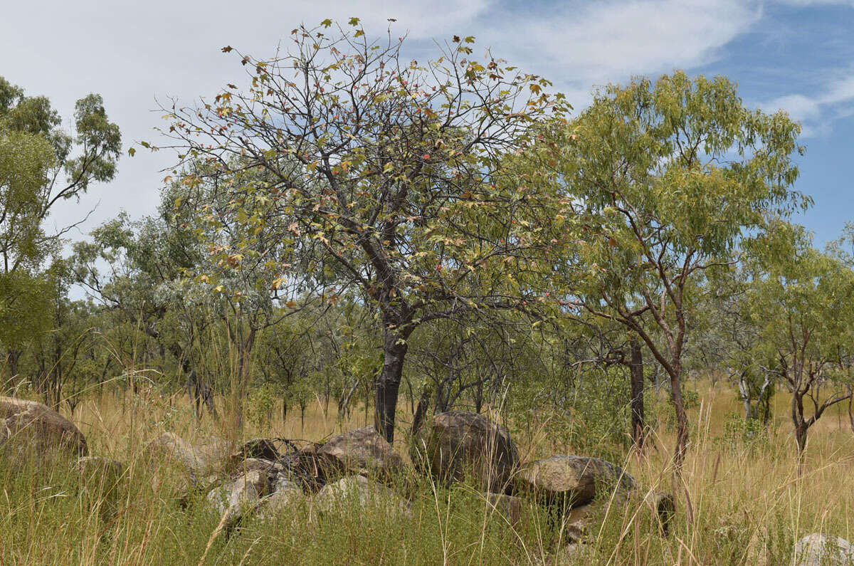 Imagem de Brachychiton chillagoensis G. P. Guymer