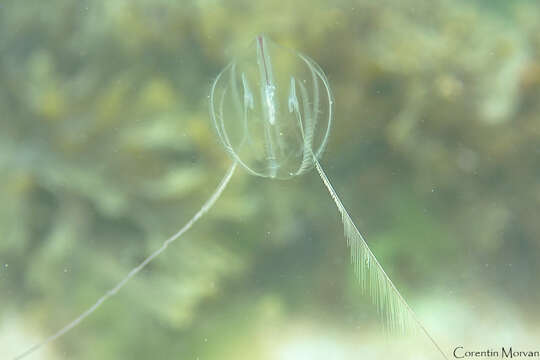 Image of Pleurobrachiidae Chun 1880