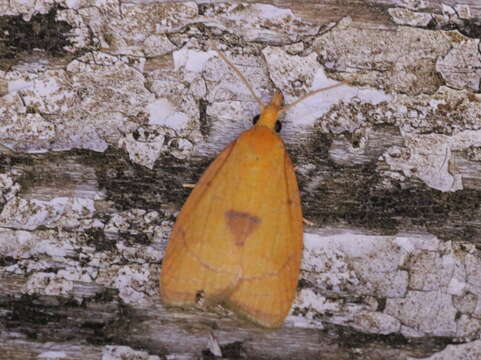 Image of <i>Cenopis mesospila</i>