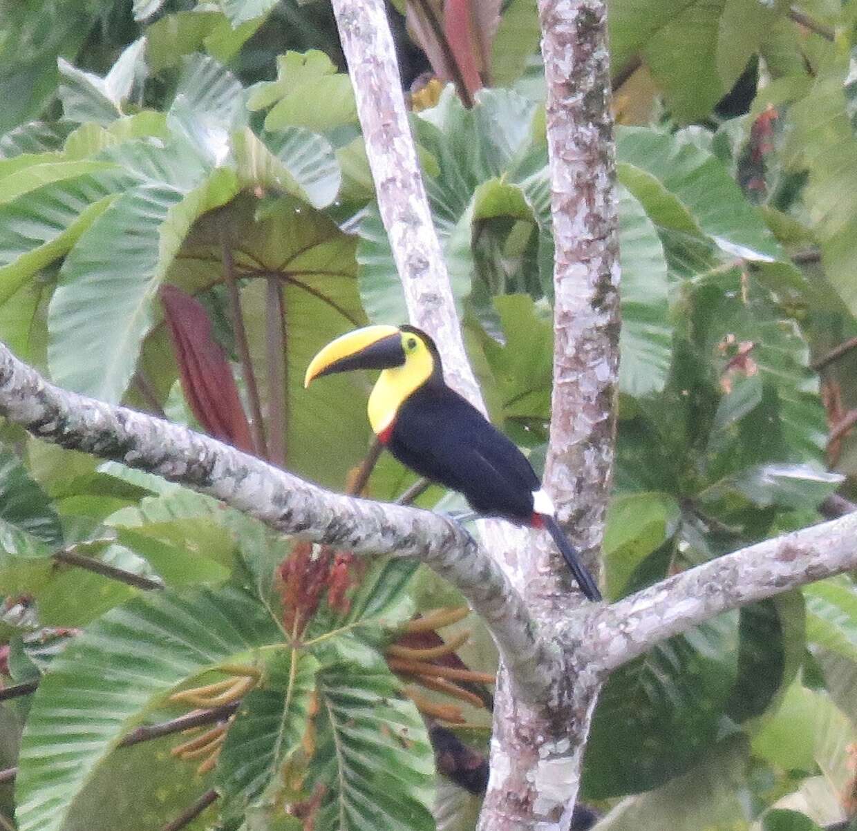 Image of Choco Toucan