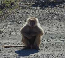 Image of hamadryas baboon