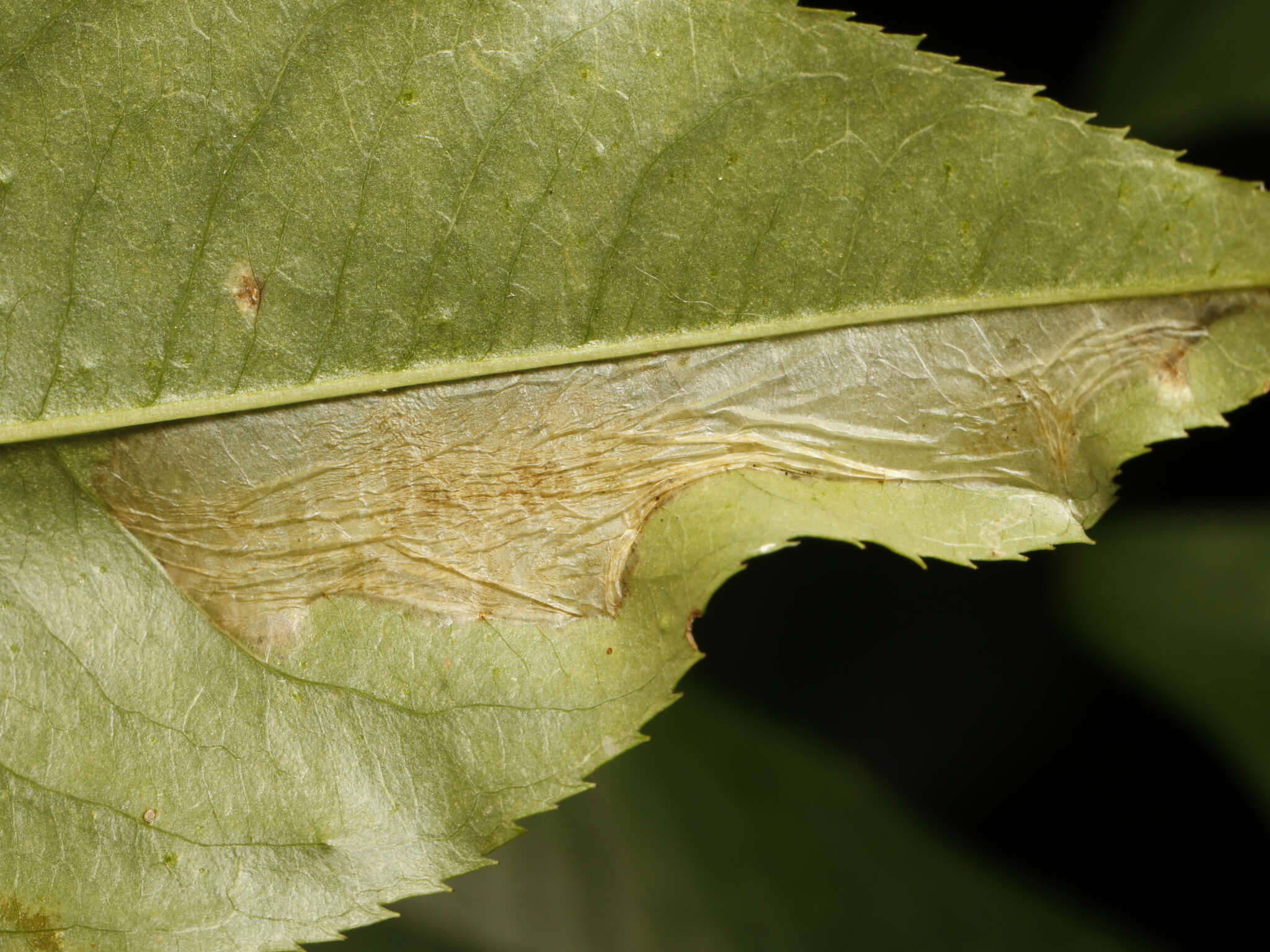 Image of Cherry Blotch Miner