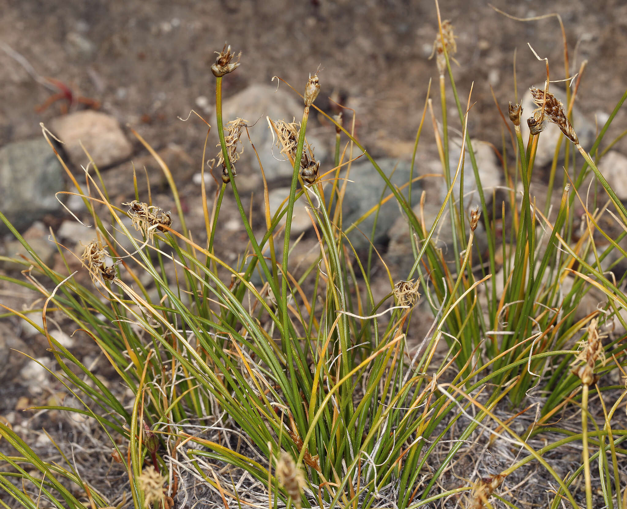 Image of shorthair sedge