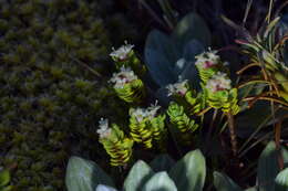 Image of Pimelea prostrata var. alpina Cheesem.