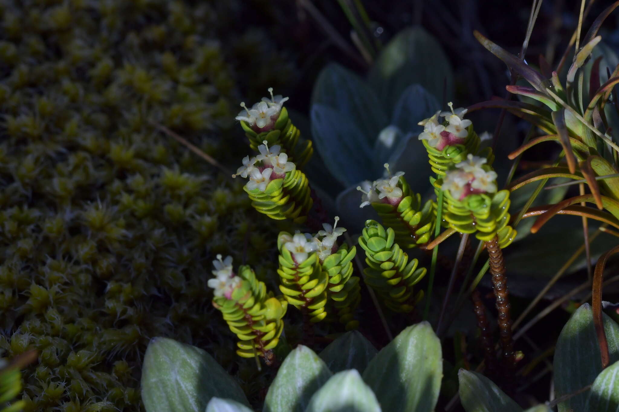 Image of Pimelea prostrata var. alpina Cheesem.