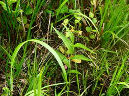 Image of Epipactis thunbergii A. Gray
