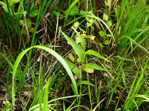 Epipactis thunbergii A. Gray resmi