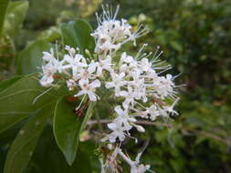 Image de Glossocarya hemiderma (F. Muell. ex Benth.) Benth. ex B. D. Jacks.