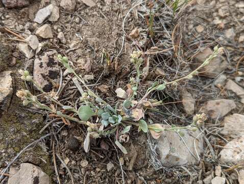 Image of King bladderpod