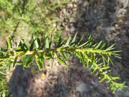 Acacia oxycedrus Sieber ex DC.的圖片