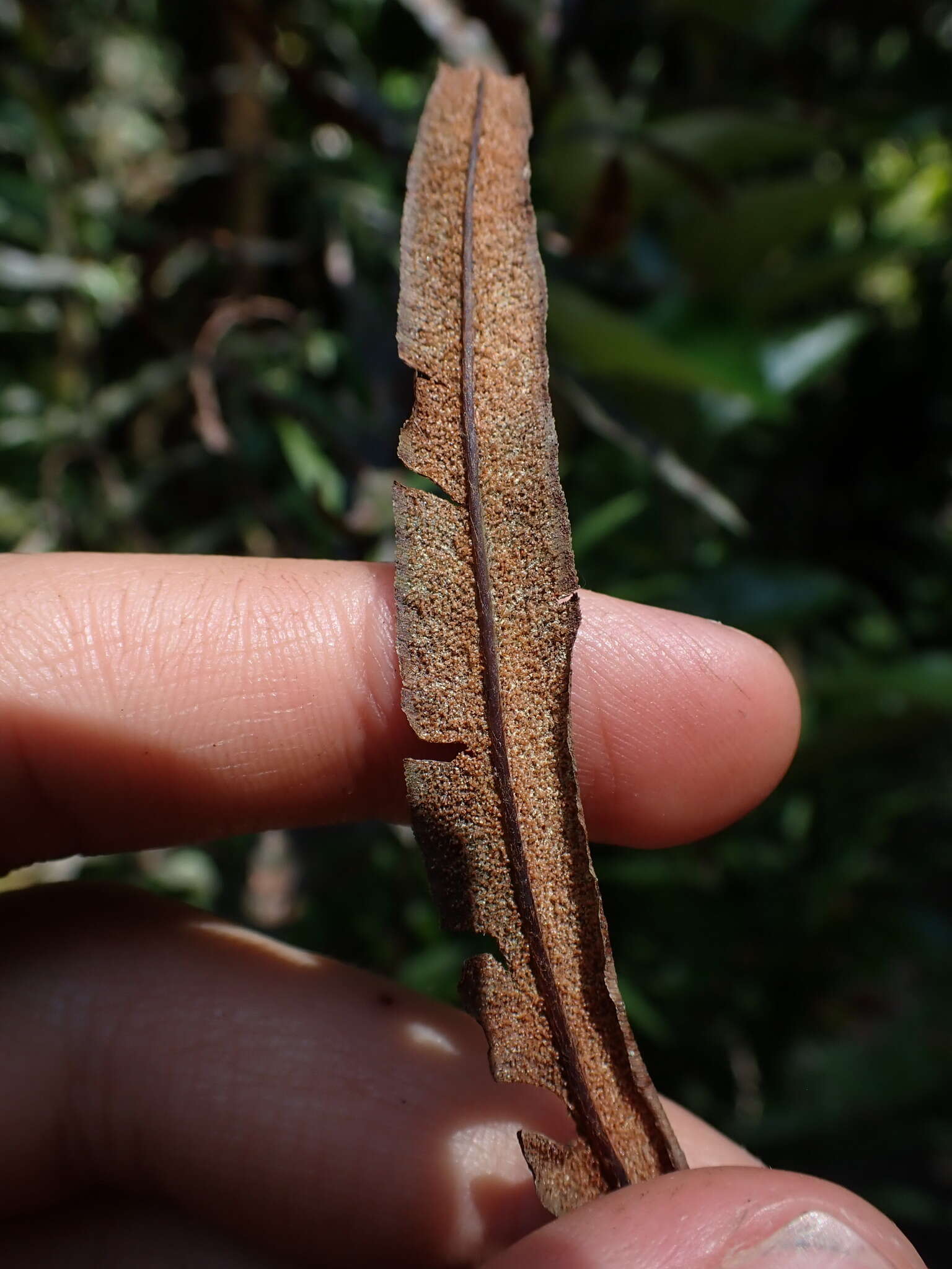 Pityrogramma trifoliata (L.) R. Tryon的圖片
