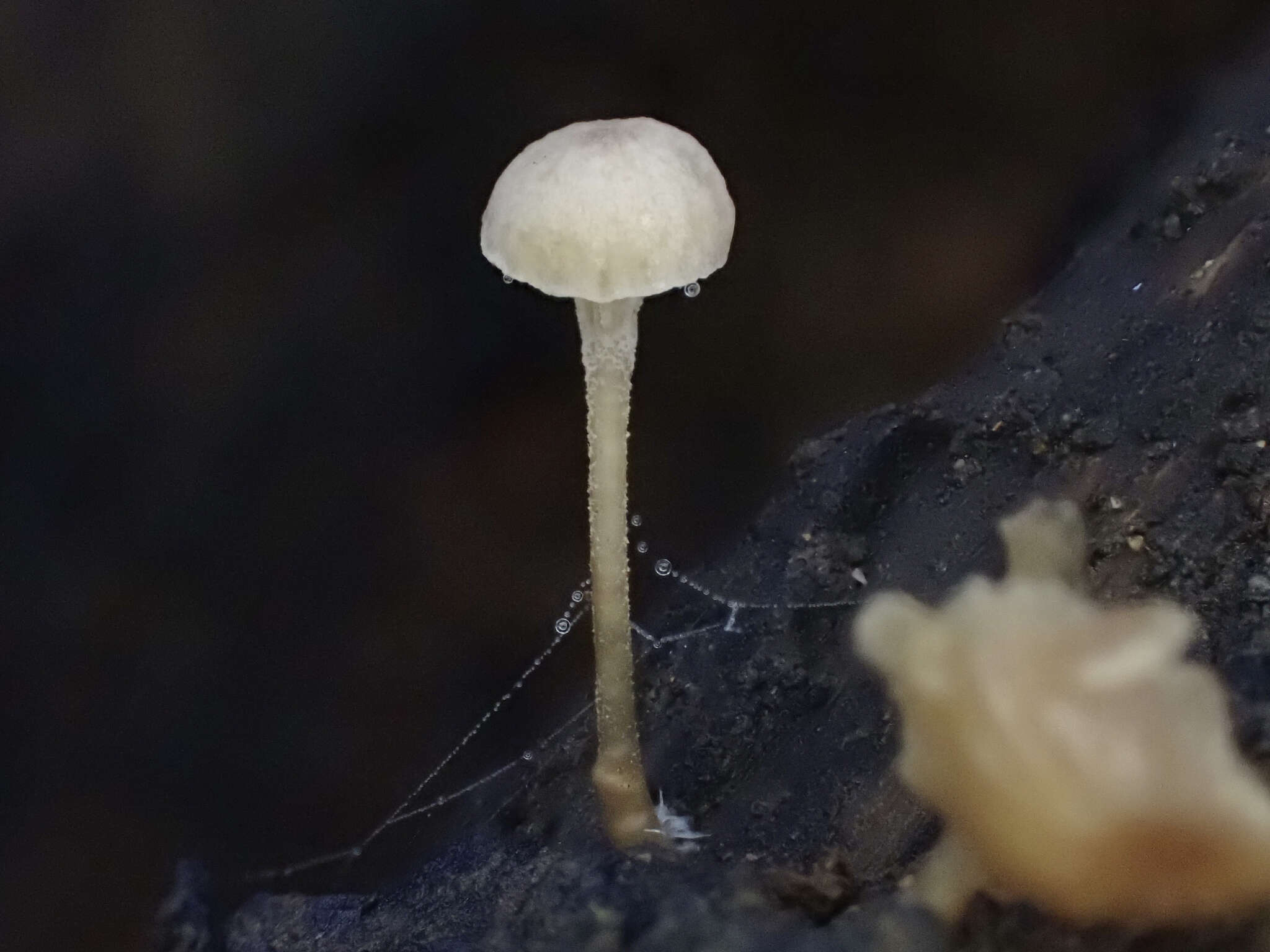 Image of Mycena pseudocorticola Kühner 1938