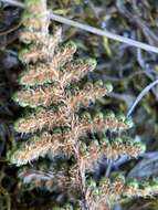 Image of coastal lipfern