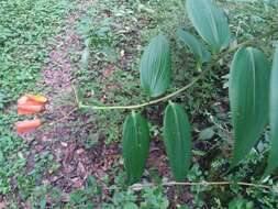 Image of Bomarea acutifolia (Link & Otto) Herb.