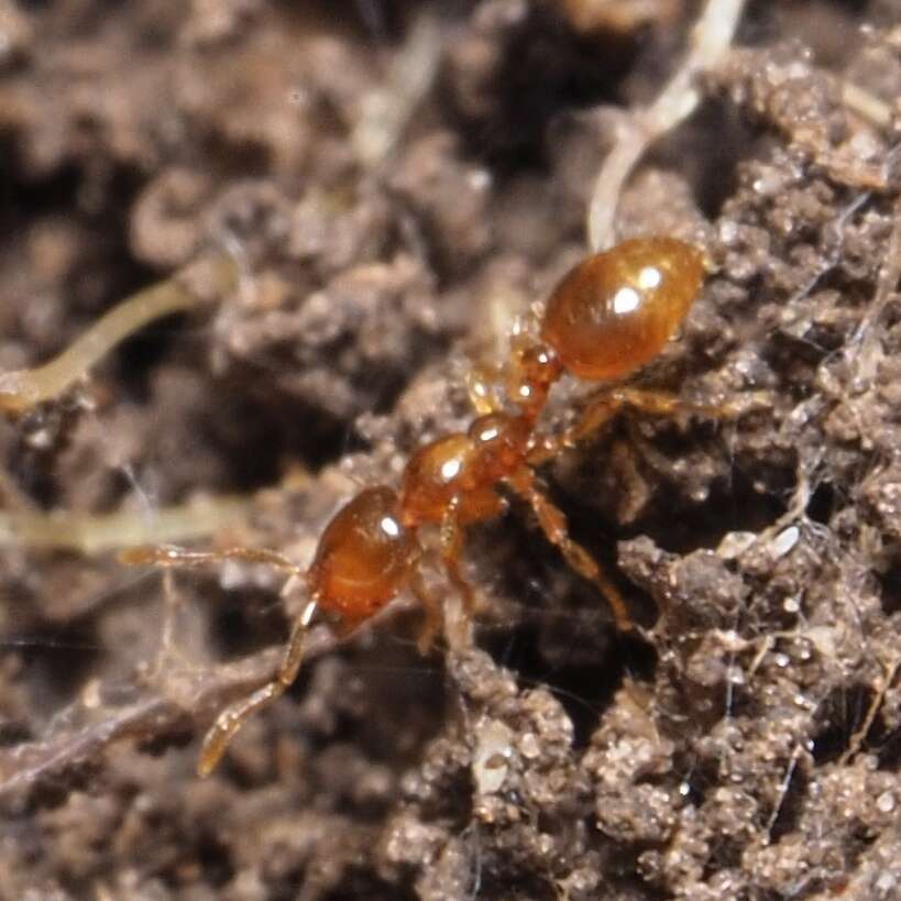 Image of European thief ant