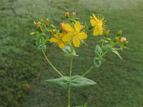 Imagem de Hypericum pseudomaculatum Bush