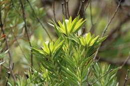 Plancia ëd Leucadendron xanthoconus (Kuntze) K. Schum.