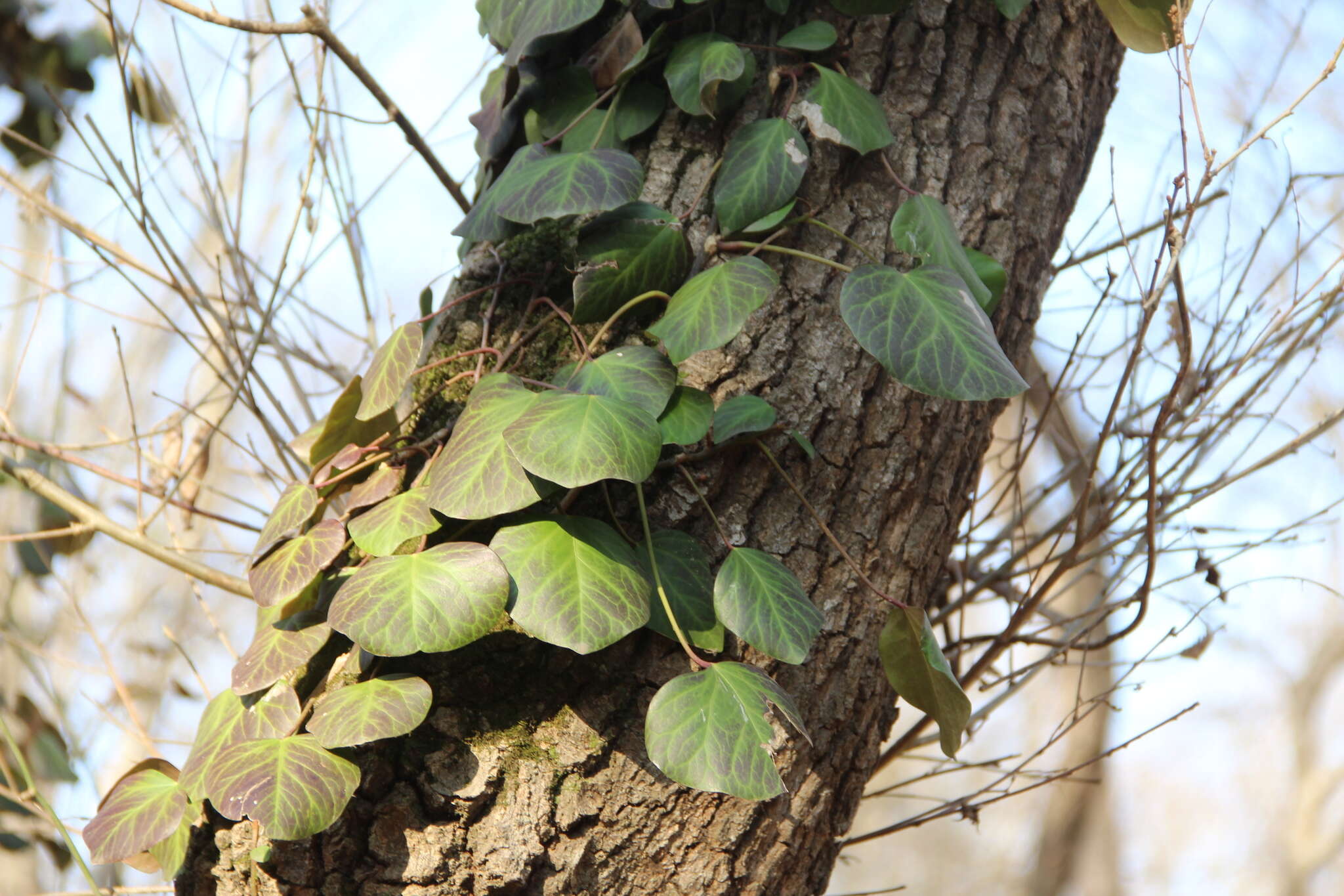 Image de Hedera pastuchovii Woronow