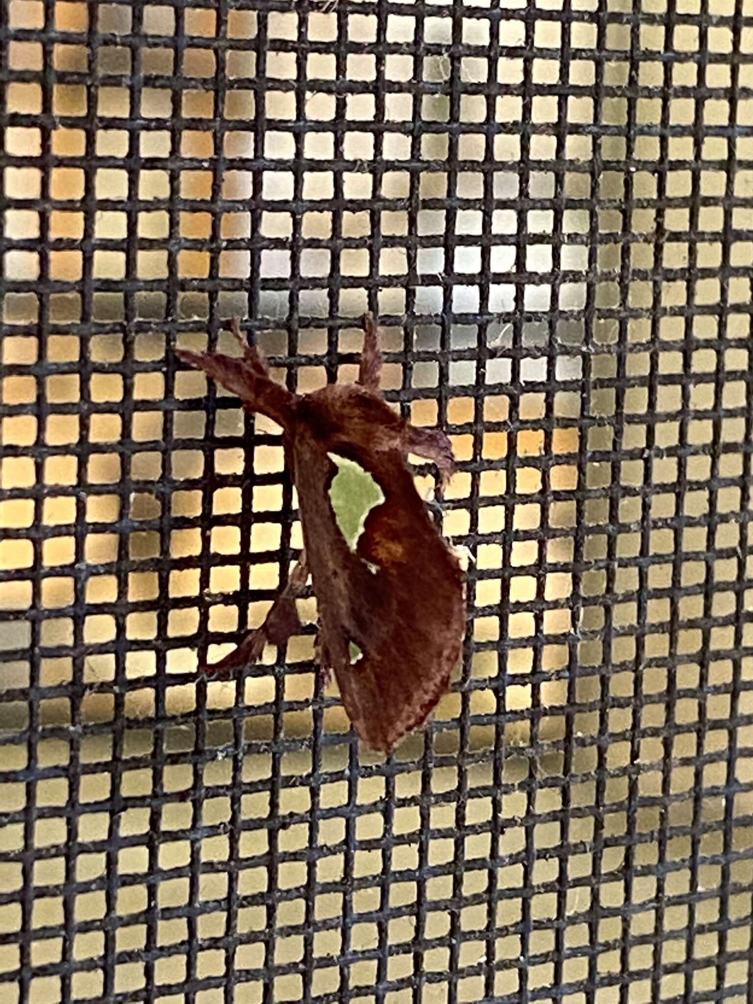 Image of Nanina Oak-Slug Moth