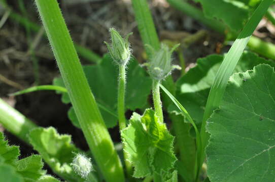 Image of Buttercup Squash