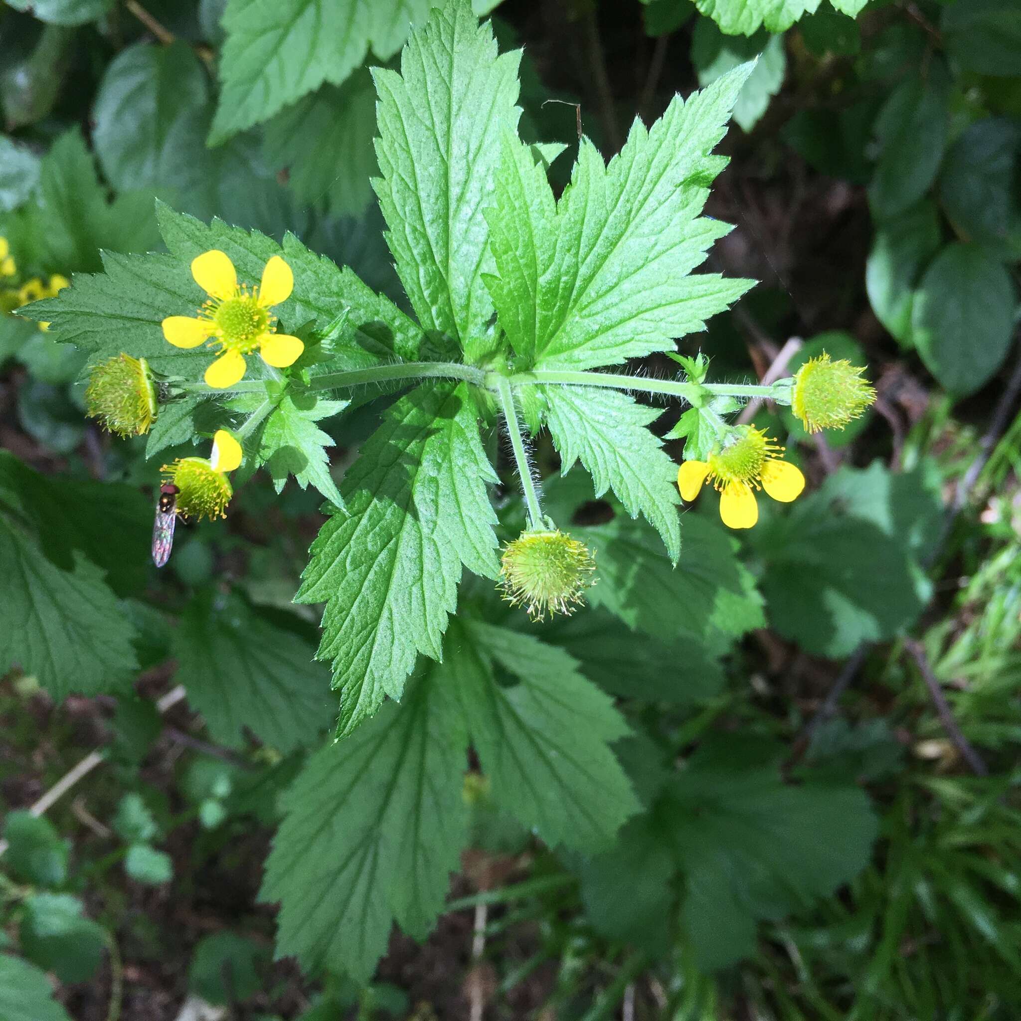 Image of Bigleaf Avens