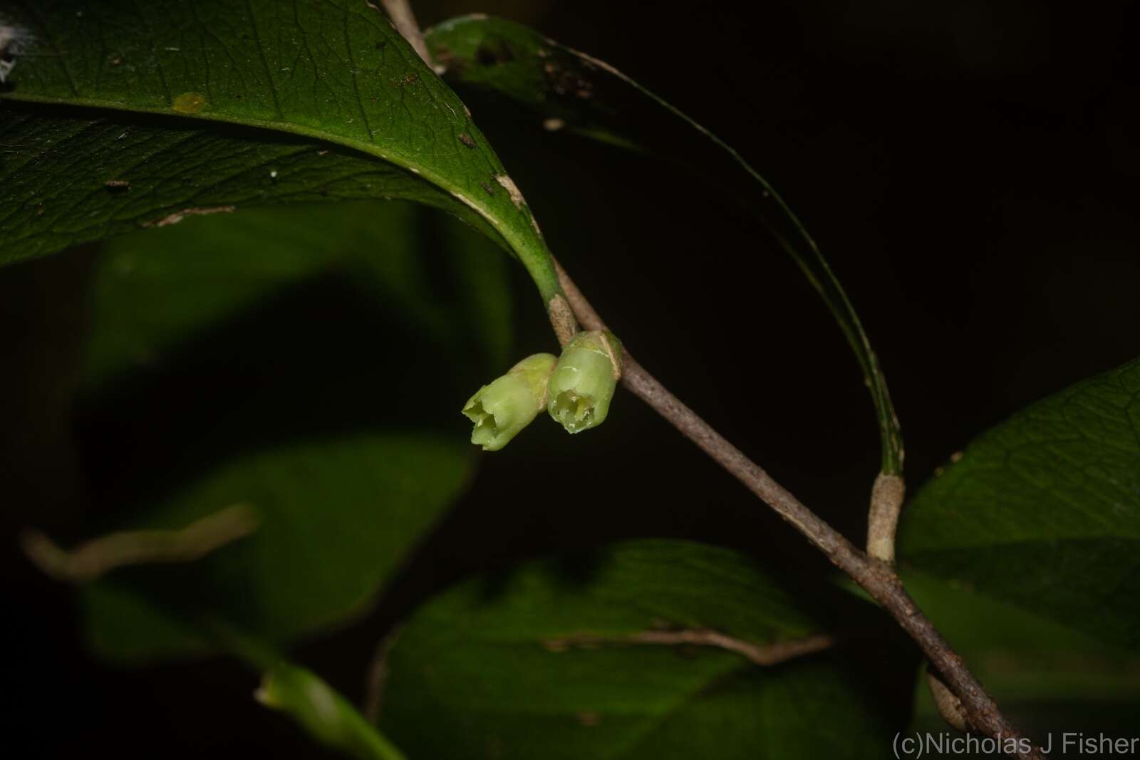 Image de Planchonella myrsinifolia (F. Muell.) Swenson, Bartish & Munzinger